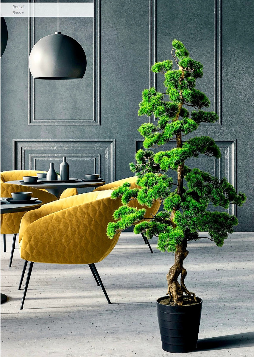 BONSAI KIEFER – Claudia Bias Design
